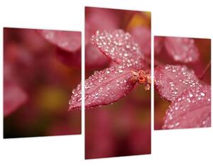 Tablou - Imagine macro a biletului (90x60 cm)