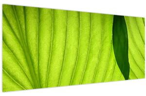 Tablou - Detaliu de frunză verde (120x50 cm)