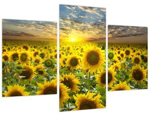 Tablou - Floarea-soarelui la apus de soare (90x60 cm)