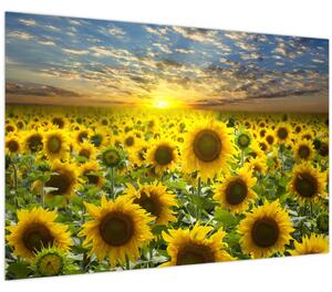 Tablou - Floarea-soarelui la apus de soare (90x60 cm)