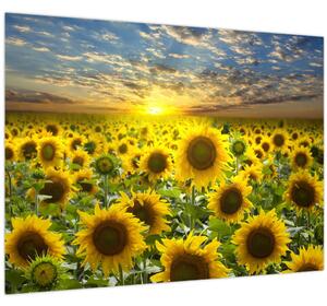 Tablou - Floarea-soarelui la apus de soare (70x50 cm)