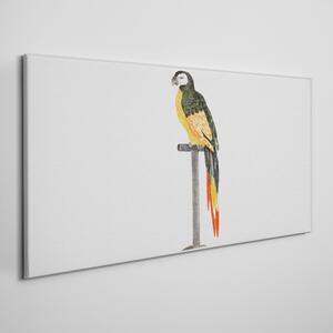 Tablou canvas Desen Animal Pasăre Papagal