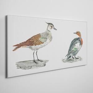 Tablou canvas Animale Păsări