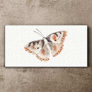 Tablou canvas Bug Insecta Fluture
