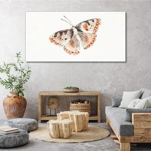 Tablou canvas Bug Insecta Fluture