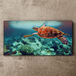 Tablou canvas apă țestoasă animale de mare