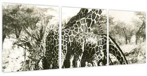 Tablou - Girafe, de epocă (cu ceas) (90x30 cm)