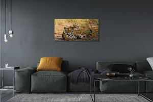 Tablouri canvas Tigers