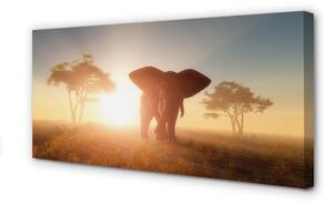 Tablouri canvas Elephant copac est