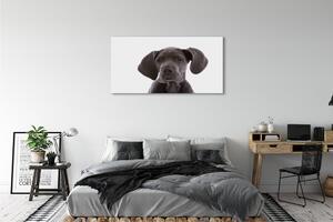 Tablouri canvas maro câine