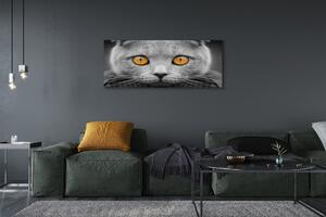 Tablouri canvas pisică gri britanic