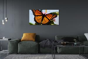 Tablouri canvas fluture colorat