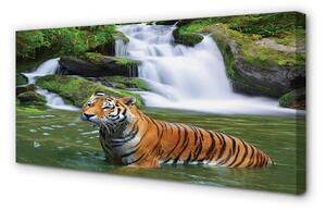Tablouri canvas tigru cascadă