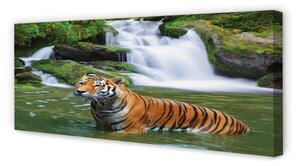 Tablouri canvas tigru cascadă