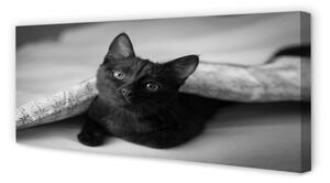 Tablouri canvas Cat sub pătură