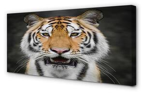 Tablouri canvas Tigru