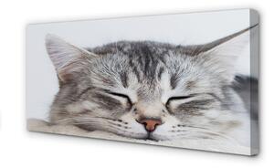 Tablouri canvas pisică somnoros