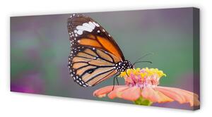 Tablouri canvas floare fluture colorat