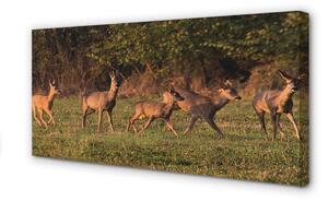 Tablouri canvas Deer Golf răsărit de soare