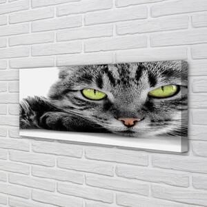 Tablouri canvas pisică gri-negru