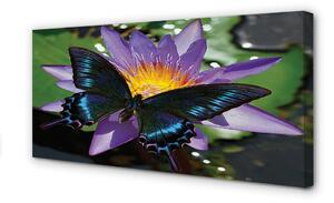 Tablouri canvas floare fluture