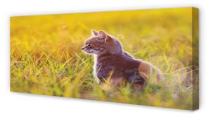 Tablouri canvas pisică de vânătoare