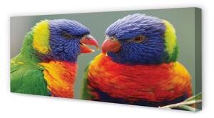 Tablouri canvas papagal colorat
