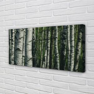 Tablouri canvas pădurea de mesteacăn