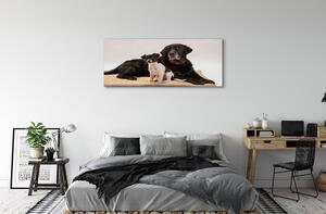 Tablouri canvas câini situată