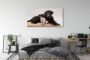 Tablouri canvas câini situată