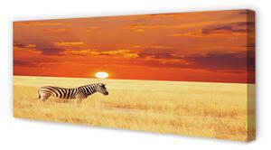 Tablouri canvas Zebra câmp apus de soare