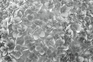 Fototapet Art flore de măr alb-negru