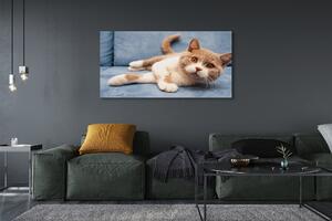 Tablouri canvas situată pisica