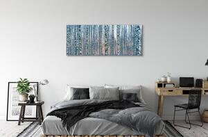 Tablouri canvas Birch apus de soare pădure