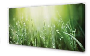 Tablouri canvas picături de soare iarbă