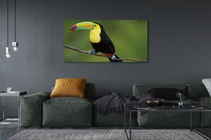 Tablouri canvas papagal colorat de pe o ramură