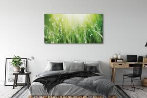 Tablouri canvas picături de soare iarbă