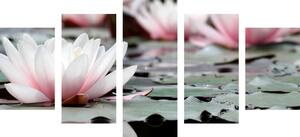 Tablou 5-piese floare de lotus