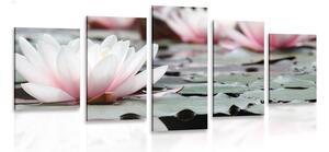 Tablou 5-piese floare de lotus