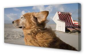 Tablouri canvas Plaja de câine Brown
