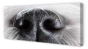 Tablouri canvas nasul câinelui