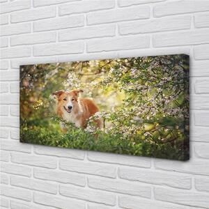 Tablouri canvas Dog flori pădure