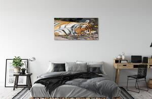 Tablouri canvas situată tigru