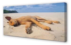 Tablouri canvas Minciuna plajă câine