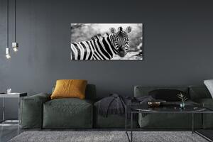 Tablouri canvas zebră retro