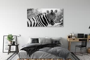 Tablouri canvas zebră retro