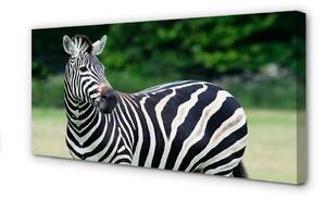 Tablouri canvas caseta Zebra