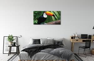 Tablouri canvas Toucan pe o ramură