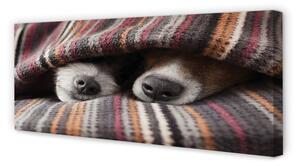 Tablouri canvas câini adormiți