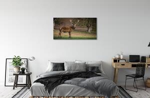 Tablouri canvas Deer în domeniu